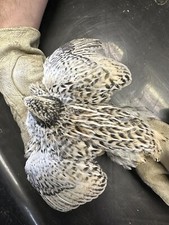 30+ JUMBO Coturnix Quail Italian Hatching Eggs SHIPPED IN FOAM