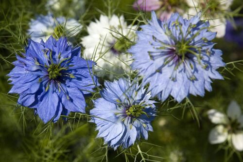 150 SEMI NIGELLA SATIVA - Photo 1/1