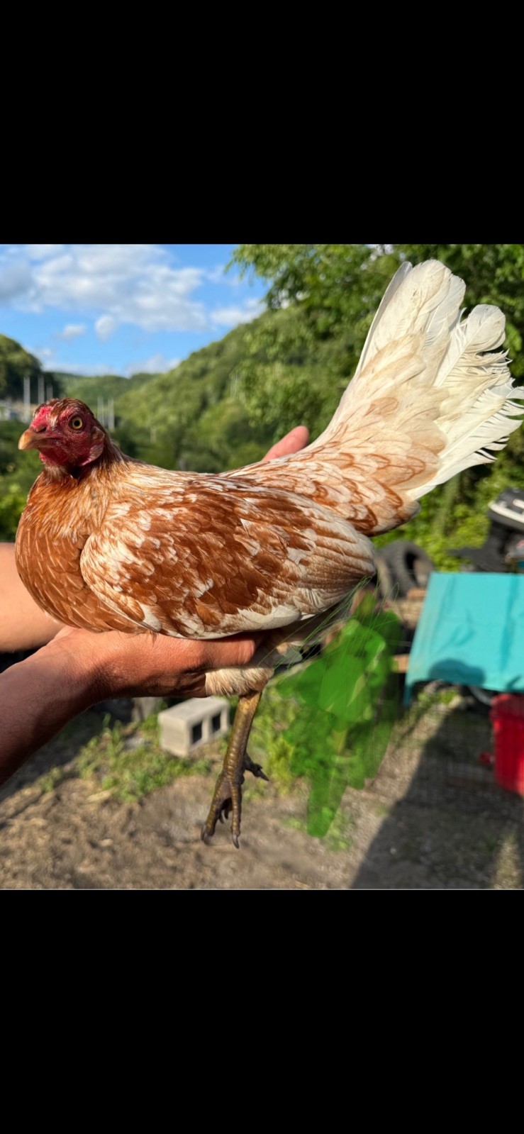 Pure spangled Bates Hatch Over Kelso , A Stag And Pullet (Mom n dad pictured too