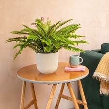 Blooming Artificial - 50cm Faux Boston Fern - Fake House Plant Green Indoor