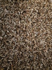 Iceland Moss tea (Cetraria Islandica) - Botanical Remedies - 