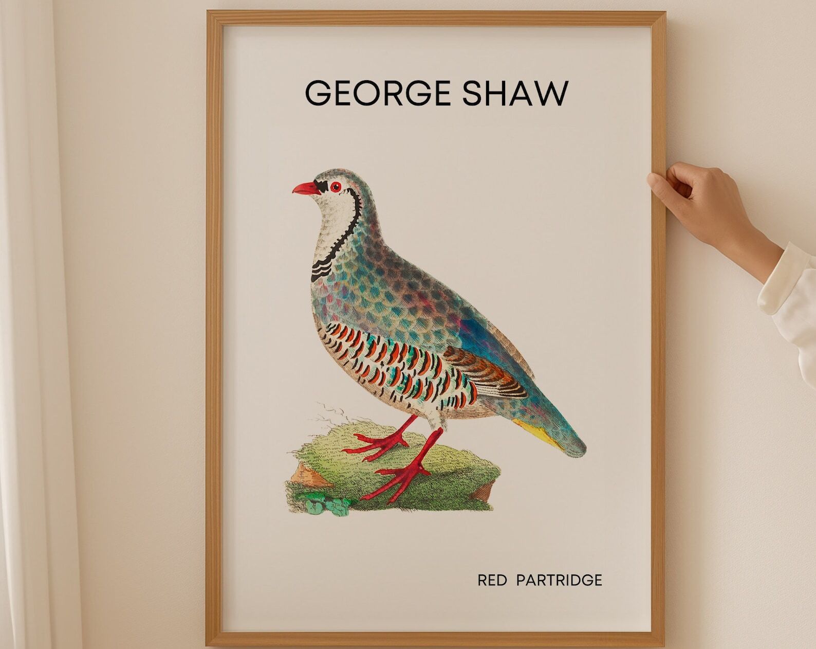 British Garden Birds Wall Art Prints Farmhouse Wall Decor Vintage Poster