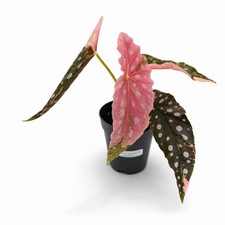 Begonia Maculata Rosa Variegata | Esclusiva | 22 cm incl. vaso | n. 4
