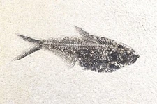 5" Diplomystus Fossil Fish Fossil Lake Green River Fm Wyoming WY COA 11721