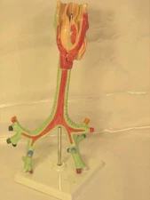 Lifesize human lung trachea bronchi anatomical model medical teaching anatomy
