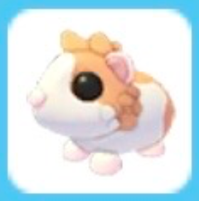🔥 Red Dutch Guinea Pig 🔥 The Trusted Store!! | eBay