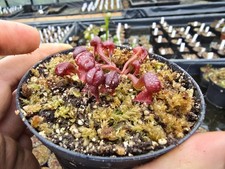 Darlingtonia californica, Kobralilie,fleischfressende Pflanzen,winterhart,small 