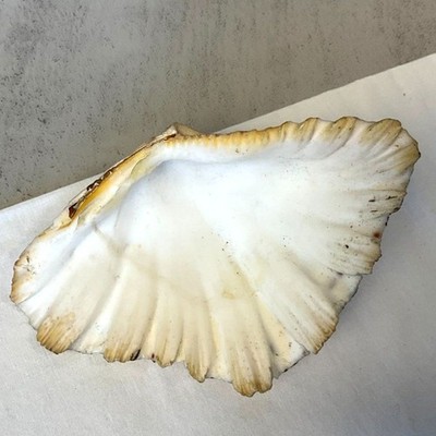 Bear Paw Clam Shell Half Shell NJ Shore Must See