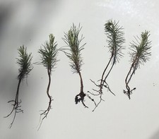 5 loblolly pine tree seedlings wild grown 3-6" perfect transplant