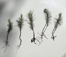 5 loblolly pine tree seedlings wild grown 3-6" perfect transplant size FAST grow