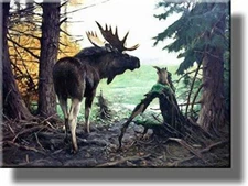 Moose in Forest Picture on Stretched Canvas, Wall Art Décor, Ready to Hang!