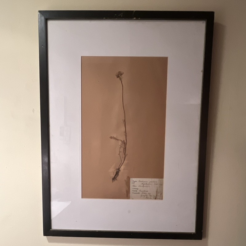 Cardamoms pratensis Framed Botanical Specimen w/ Handwritten Label - 1928