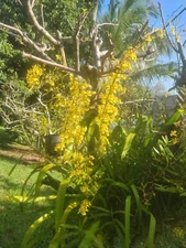 Oncidium Ensatum / Dancing Lady - Golden Shower Exquisite!!!!  - ship bare root