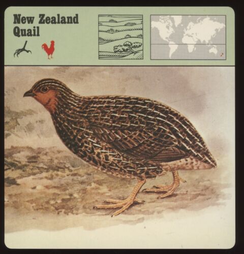 New Zealand Quail  Safari Cards Rencontre Birds - Foto 1 di 1