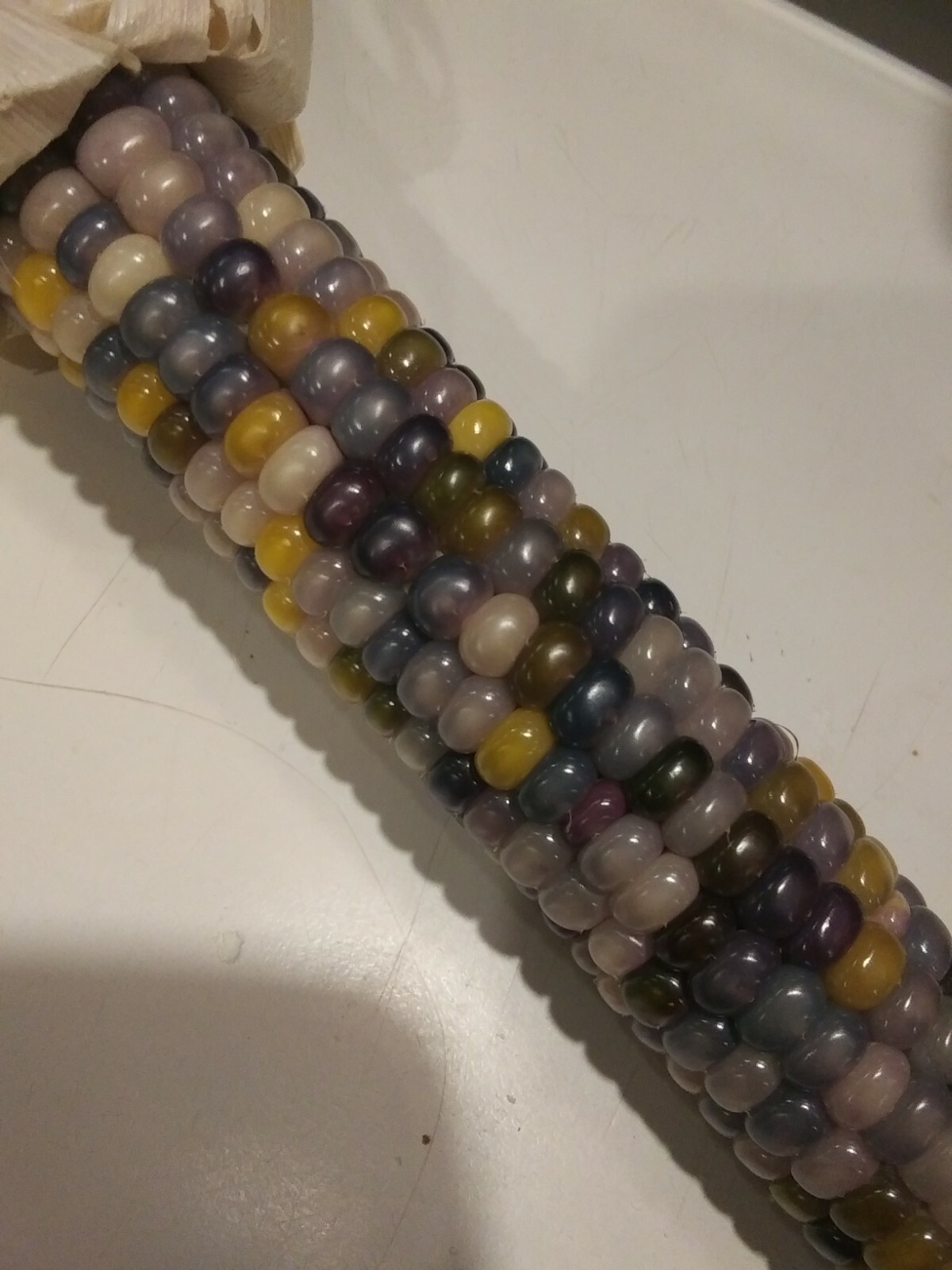 100 GLASS GEM INDIAN CORN SEEDS 2021 HARVEST eBay