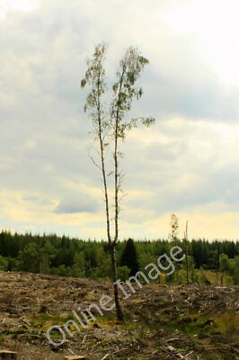 Foto 12x8 Upper Hatton Woods Dunkeld Überlebender der Baumfällung in Uppe c2011