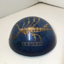 Vintage Scorpion Arizona Paperweight Lucite Acrylic Domed Souvenir 🔥 🔥 