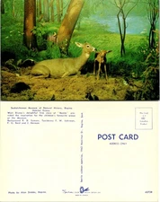 Saskatchewan Museum Natural History Regina Deer Diorama Postcard