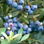 Blueberry - 'Sunshine Blue' - Vaccinium (Southern Highbush)