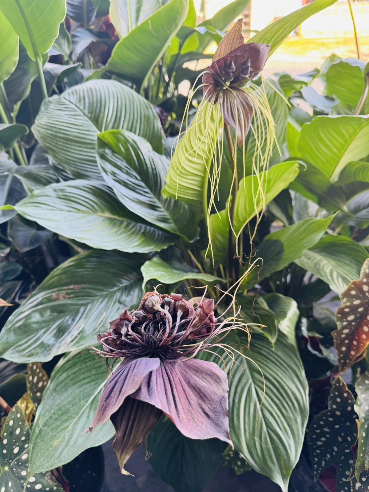 White batflower Plant