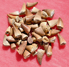 FIFTY A++ Mosasaur teeth, from Morocco #2