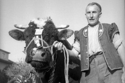 Express schönster Bulle auf dem Bullenzuchtmarkt 1951 4x6 Foto