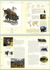 Yak #124 Mammals - The Illustrated Animal Library Fold-out Page & Print