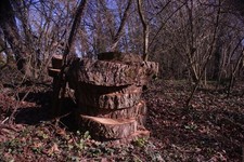 Photo A2 View of an interesting pile of tree trunk slices in the Gibberd c2018