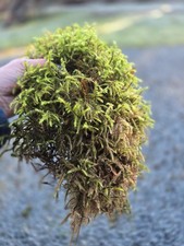 Live Sphagnum Moss Gallon Size Bag Fresh & Healthy