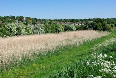 Photo 6x4 Reed bed behind river wall Arundel A narrow strip between the r c2010