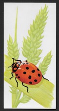 Ladybird Beetle or Ladybug insect 1968 by Renwal (3