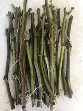 20 Rooted Sweet Potato Slips Orange Sweet Potato Slips Ready To Plant