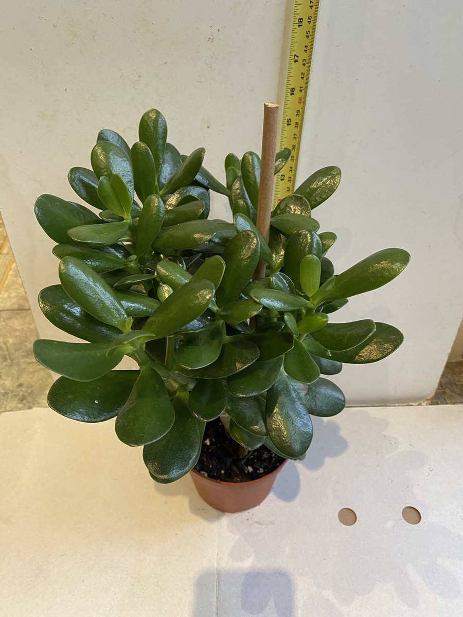 Money tree Jade plant - Crassula ovata Plant - 13cm pot- 40Cm + Height |  eBay