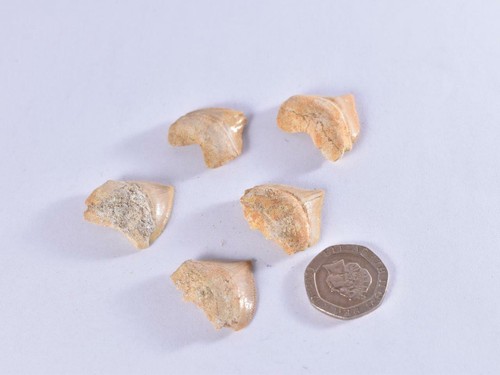 1x Fossil Corax Shark Tooth - Dinosaur Teeth 10-35mm, Eocene, Morrocco - Picture 2 of 10