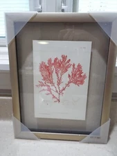 Brushed Gold Framed Seaweed Nature Print c1859 Plate LXVIII by Henry Bradbury