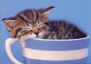 CUTE KITTEN IN TEACUP ~ 16x20 CAT POSTER ~ NEW/ROLLED! CATS KITTIE SLEEPING  | eBay