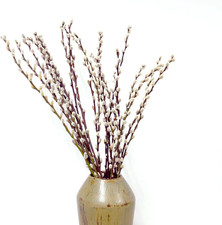 60 Stems 100% Natural 17 Inches Preserved Pussy Willow Flowers Pussy Willow Bran