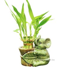 6-Stalk of 4" Lucky Bamboo Live Indoor Plant with Ceramic Vase for Home & Office