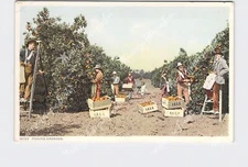 PPC Postcard CA California State Picking Oranges Men In Grove Detroit Publishing