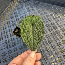 Anthurium Clidemiodes, Exact Plant Ships Nationwide
