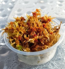 Mousse de sphaigne vivante jaune vif tourbe mousse vivante sphagne vivante na...