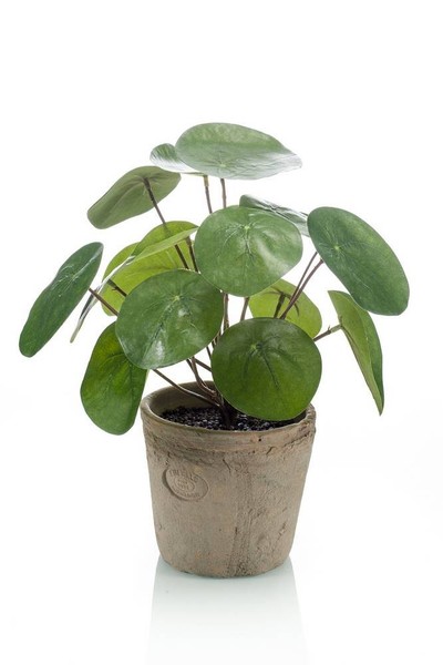 Artplants Deko Sukkulente GlüCkstaler Sybil Im Terracottatopf, GrüN, 20Cm-image