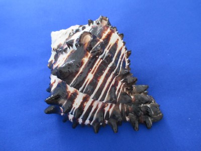 BIack Murex Hexaplex radix sea shell,132mm length = 5.2 inch -Nature ...