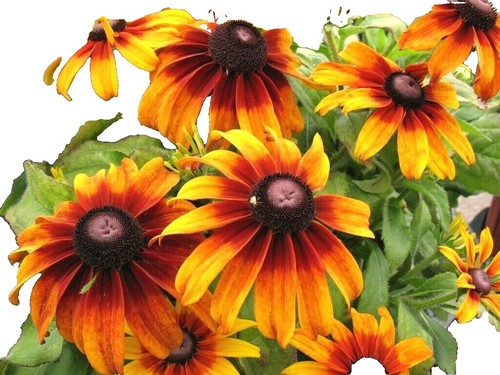 Rudbeckia Maya Rudbeckia Seeds 50 Flower Seeds 