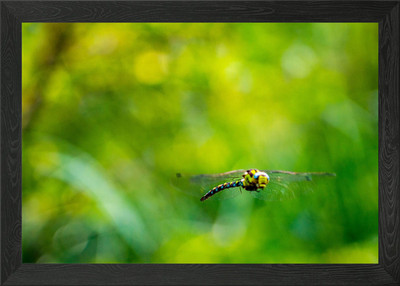 Fliegende Libelle im Wald Gerahmtes Wandbild Poster Leinwanddruck Bild
