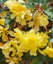 6 Trailing Begonia Ilumination Lemon Hanging Basket Jumbo Plug Plants
