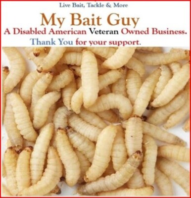 100 Live Wax Worms Live Bait Ice Fishing Bee moth bird Reptile Food waxworms