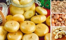 Cipollini Yellow Onion - Coin Shaped Sweet Onion - 400 Seeds