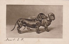 Dackel Dachshund Teckel  Old Dog PC. 1911