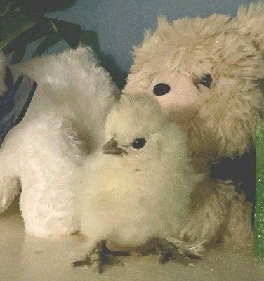 18 Silkie  Hatching Eggs +a Few For Good Luck. 